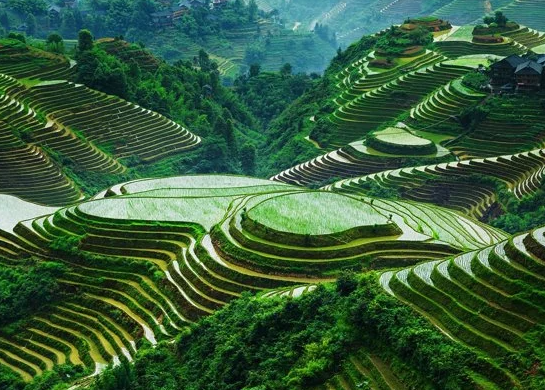 The Unique Appeal of the Ifugao Rice Terraces