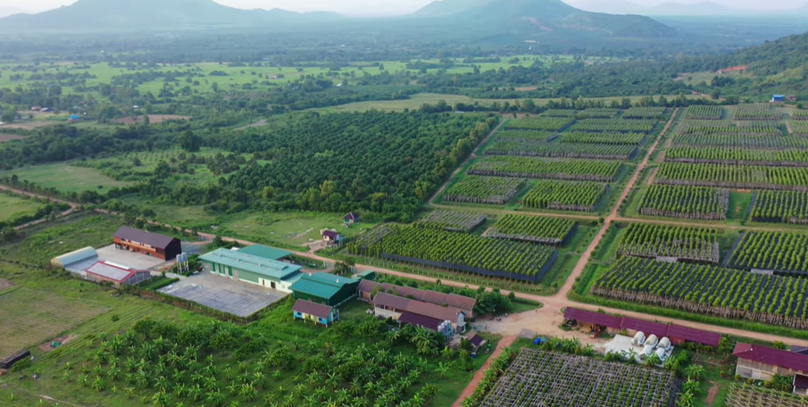 Kampot Pepper Plantations Cambodia’s Agricultural Gem