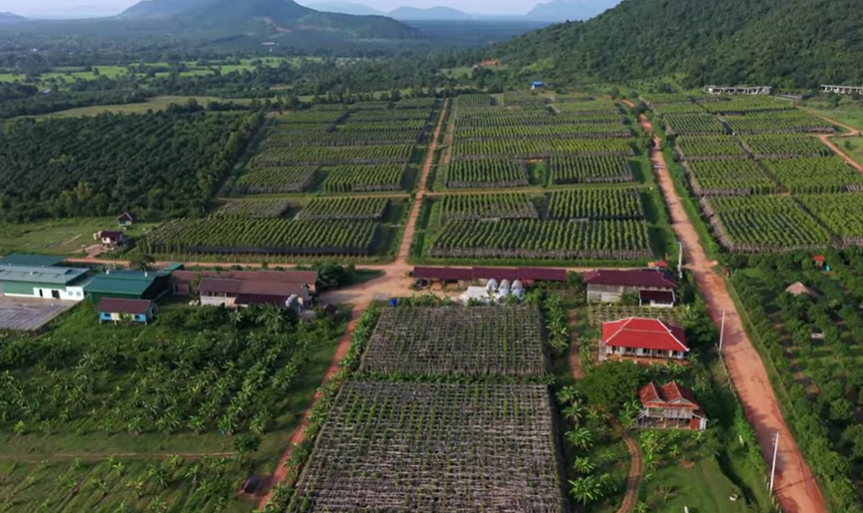 Kampot Pepper Plantations Cambodia’s Agricultural Gemw.png